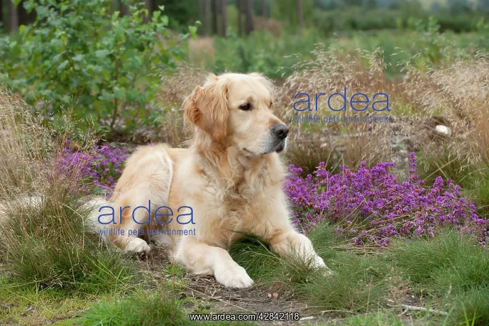 : DOG - Golden retriever : DOG - Golden retriever