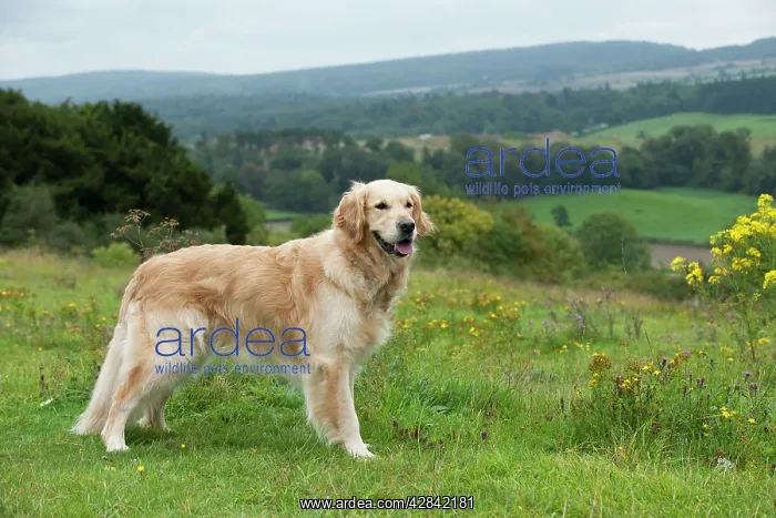  : DOG - Golden retriever