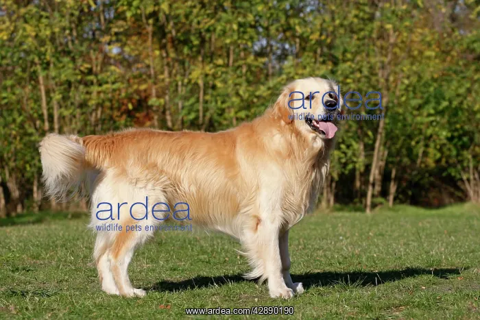  : Dog - Golden Retriever