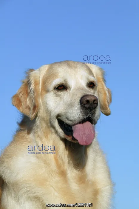  : Dog - Golden Retriever