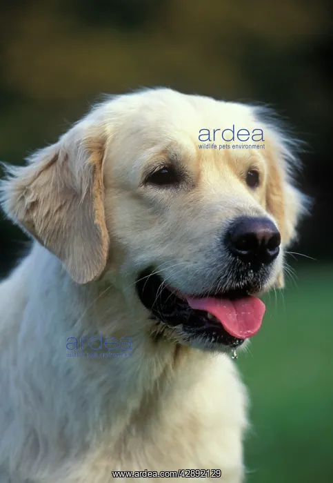  : Dog - Golden Retriever