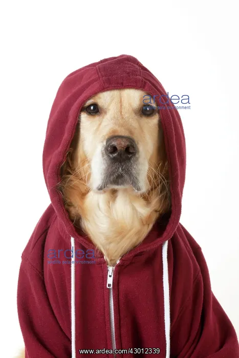 : DOG - Golden Retriever : DOG - Golden Retriever