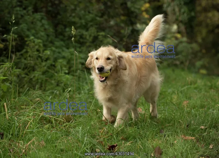 : Dog Golden Retriever : Dog Golden Retriever