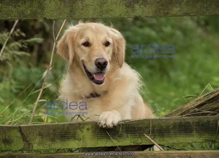 : Dog Golden Retriever : Dog Golden Retriever