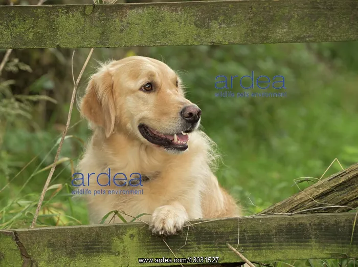: Dog Golden Retriever : Dog Golden Retriever
