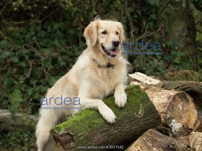  : Dog Golden Retriever