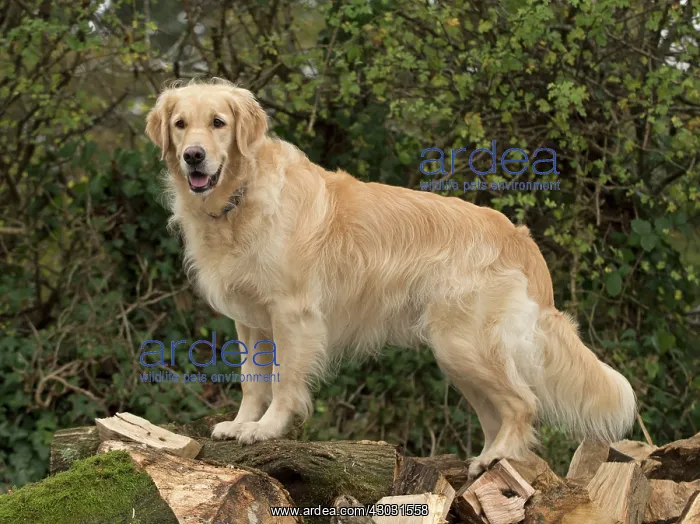 : Dog Golden Retriever : Dog Golden Retriever