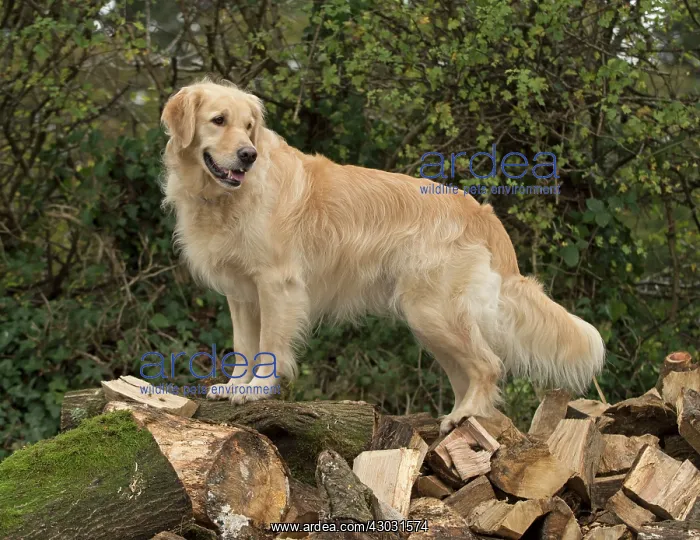 : Dog Golden Retriever : Dog Golden Retriever
