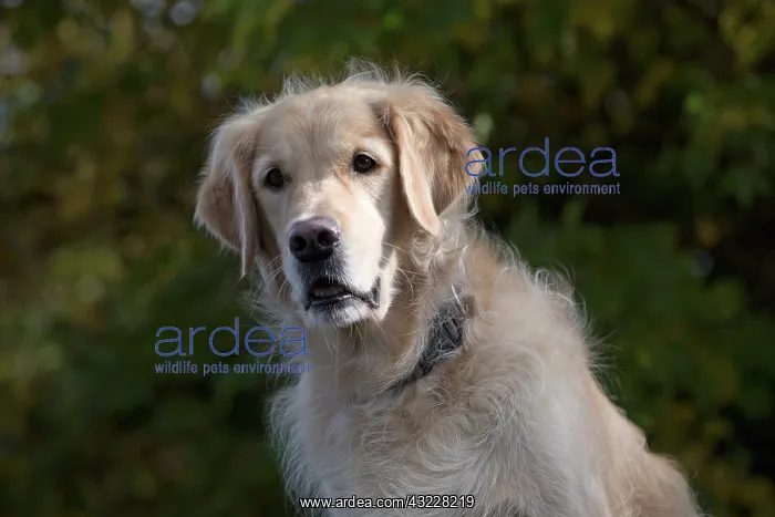 : Dog Golden Retriever : Dog Golden Retriever