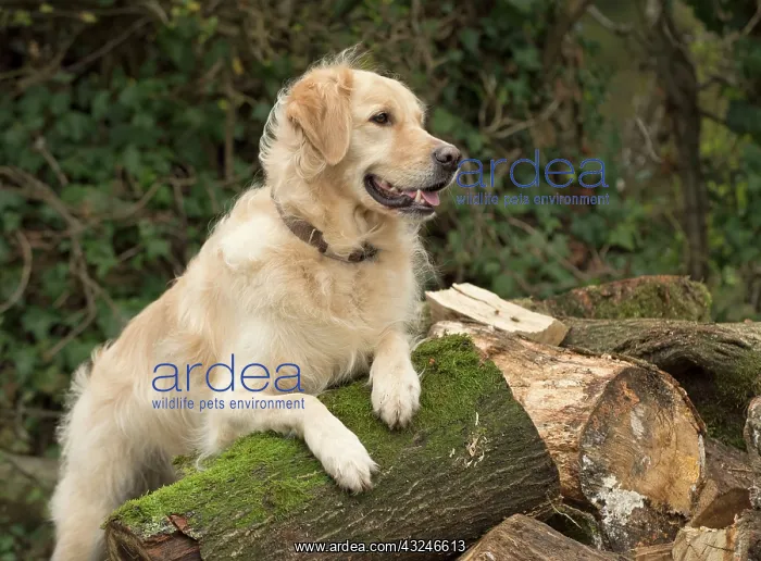  : Dog Golden Retriever