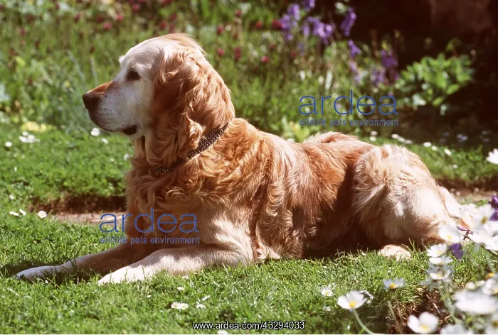: DOG - GOLDEN RETRIEVER : DOG - GOLDEN RETRIEVER