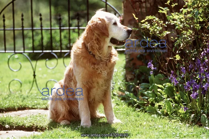 : DOG - GOLDEN RETRIEVER : DOG - GOLDEN RETRIEVER