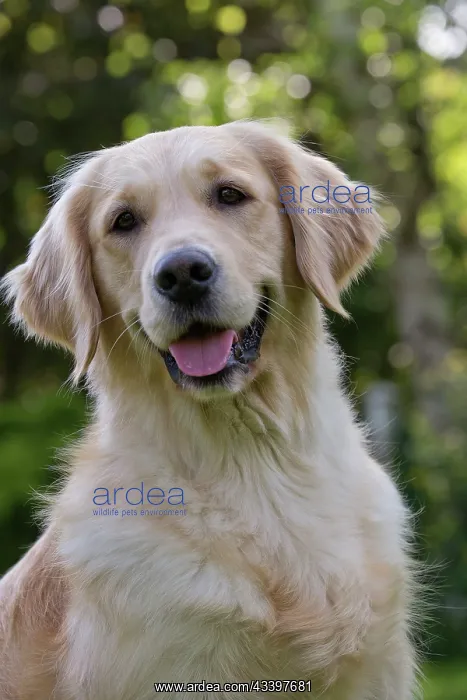  : Dog - Golden Retriever