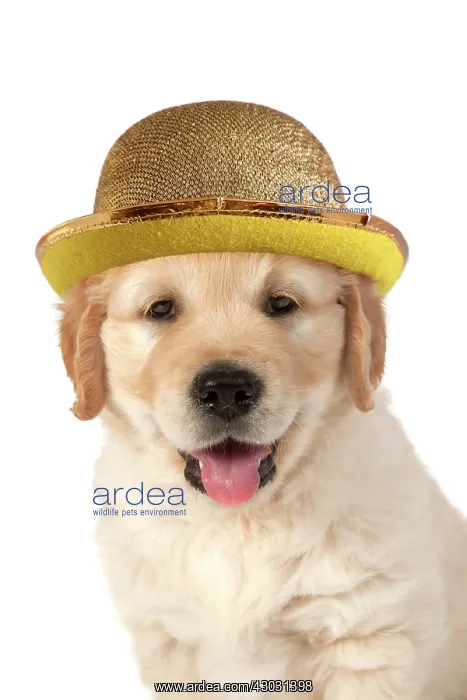 : Dog. Golden Retriever. 7 week old puppy wearing hat and bow : Dog. Golden Retriever. 7 week old puppy wearing hat and bow