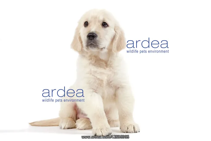  : Dog - Golden Retriever - 8 week old puppy