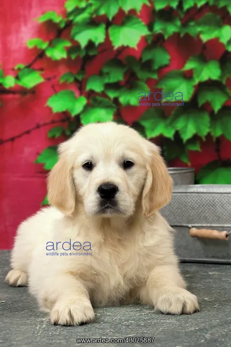  : Dog Golden Retriever 8 week old puppy