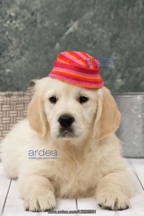  : Dog Golden Retriever 8 week old puppy