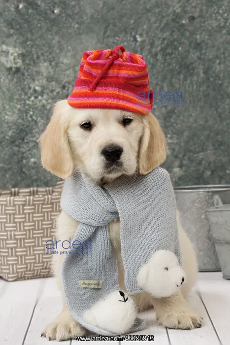  : Dog Golden Retriever 8 week old puppy