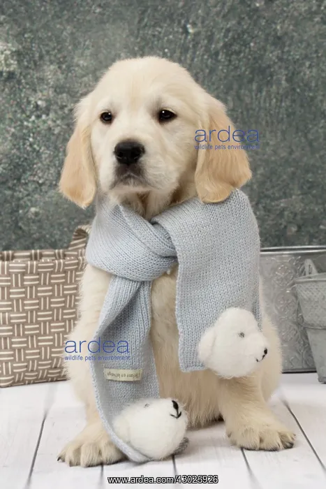  : Dog Golden Retriever 8 week old puppy