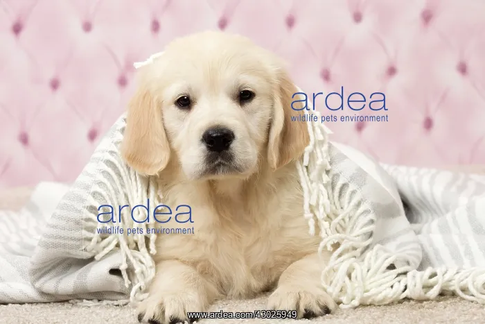  : Dog Golden Retriever 8 week old puppy