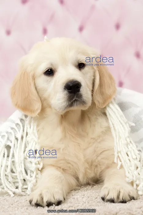  : Dog Golden Retriever 8 week old puppy