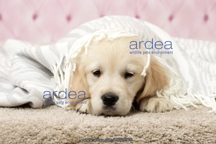  : Dog Golden Retriever 8 week old puppy