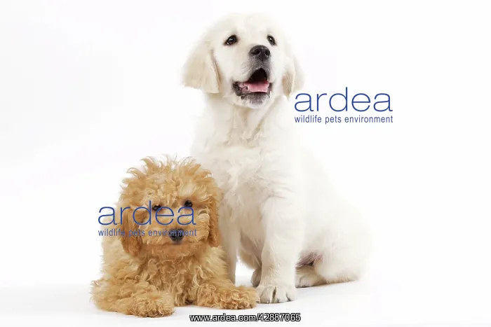 : Dog - Golden Retriever 8 week old puppy with Apricot : Dog - Golden Retriever 8 week old puppy with Apricot