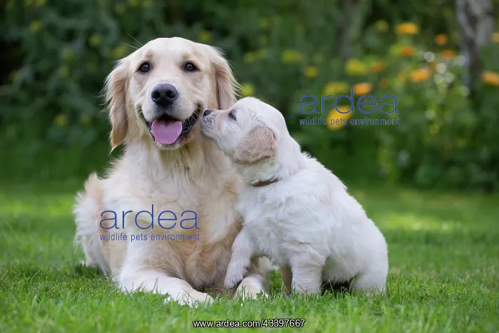  : Dog - Golden Retriever adult and puppy