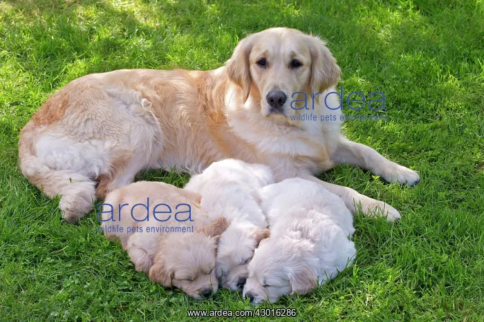 : Dog - Golden Retriever adult and sleeping puppies : Dog - Golden Retriever adult and sleeping puppies