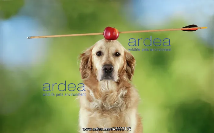 : Dog - Golden Retriever with an apple on head with arrow : Dog - Golden Retriever with an apple on head with arrow