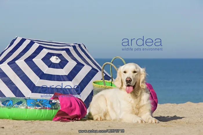  : Dog - Golden Retriever - on the beach