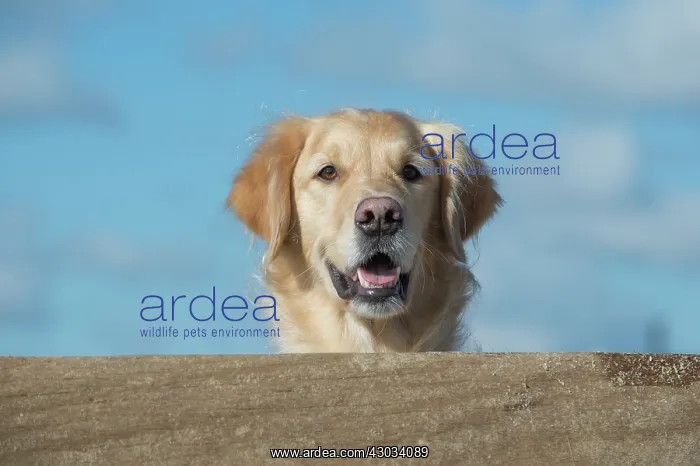 : Dog Golden Retriever on the beach looking over a break water : Dog Golden Retriever on the beach looking over a break water