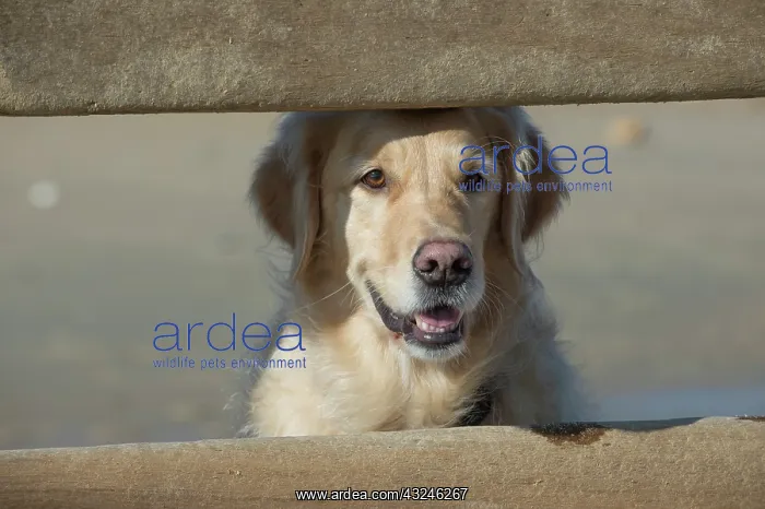 : Dog Golden Retriever on the beach looking over a break water : Dog Golden Retriever on the beach looking over a break water