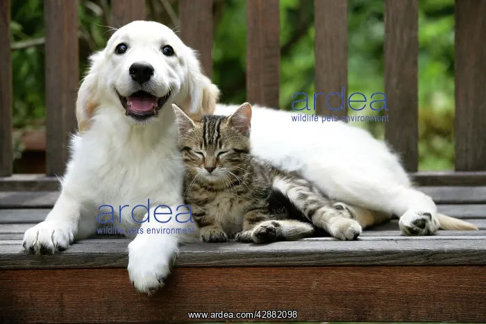 : Dog - Golden Retriever - on bench with tabby kitten : Dog - Golden Retriever - on bench with tabby kitten