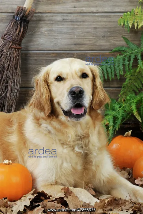: DOG. Golden retriever with broom and pumpkins : DOG. Golden retriever with broom and pumpkins