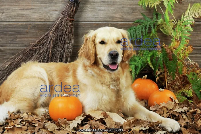 : DOG. Golden retriever with broom and pumpkins : DOG. Golden retriever with broom and pumpkins