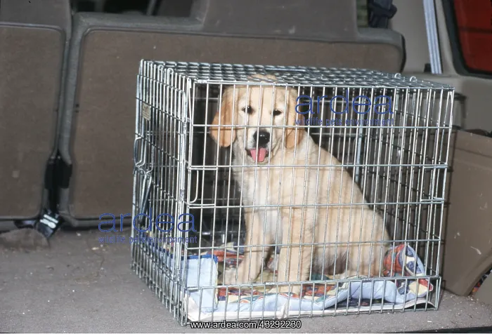 : DOG - GOLDEN RETRIEVER - IN CAGE IN BACK OF CAR : DOG - GOLDEN RETRIEVER - IN CAGE IN BACK OF CAR