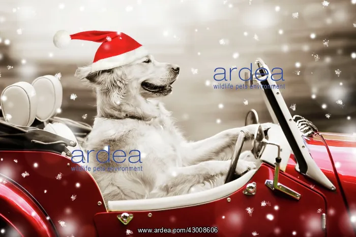 : Dog Golden Retriever in car with Christmas hat snowing. Digital Manipulation : Dog Golden Retriever in car with Christmas hat snowing. Digital Manipulation