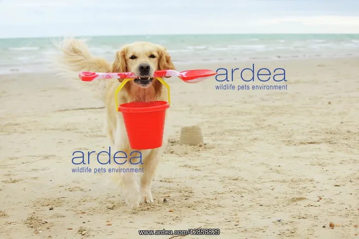  : DOG. Golden retriever carrying spade and bucket