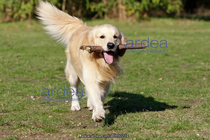  : Dog - Golden Retriever carrying stick