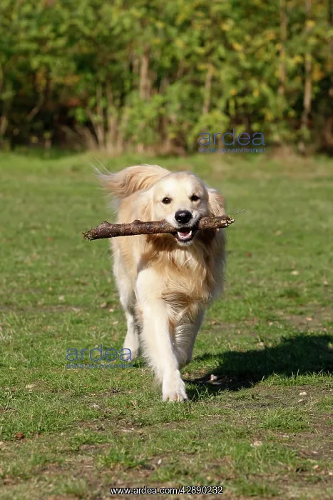  : Dog - Golden Retriever carrying stick