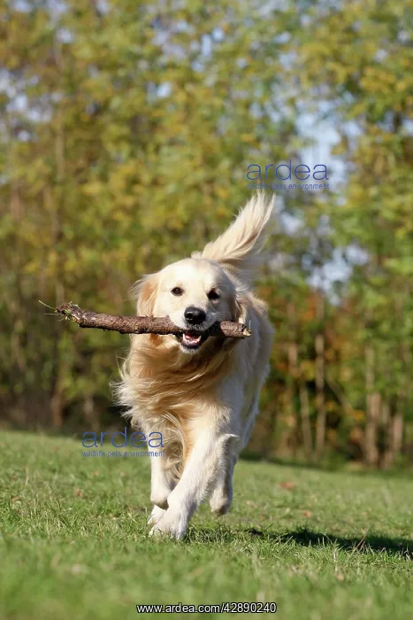  : Dog - Golden Retriever carrying stick