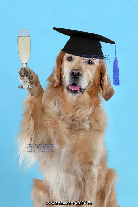 : DOG - Golden retriever celebrating graduation : DOG - Golden retriever celebrating graduation