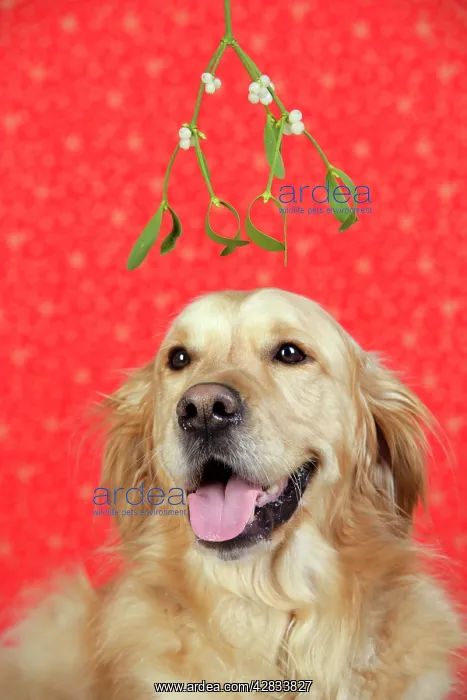 : Dog. Golden Retriever in Christmas scene under mistletoe : Dog. Golden Retriever in Christmas scene under mistletoe