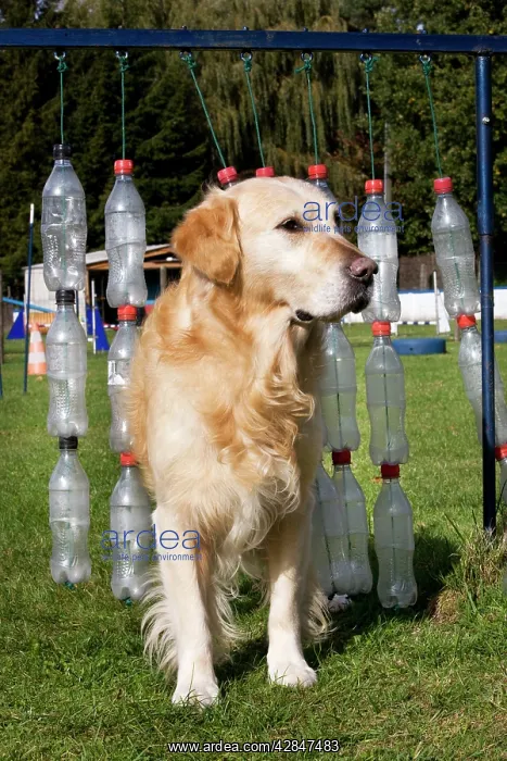  : Dog - Golden Retriever at dog training school