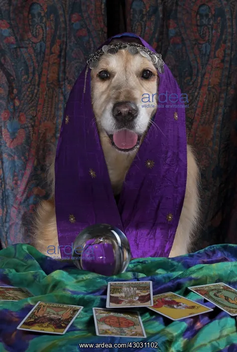 : Dog Golden Retriever dressed as a fortune teller with crystal ball and tarot cards : Dog Golden Retriever dressed as a fortune teller with crystal ball and tarot cards