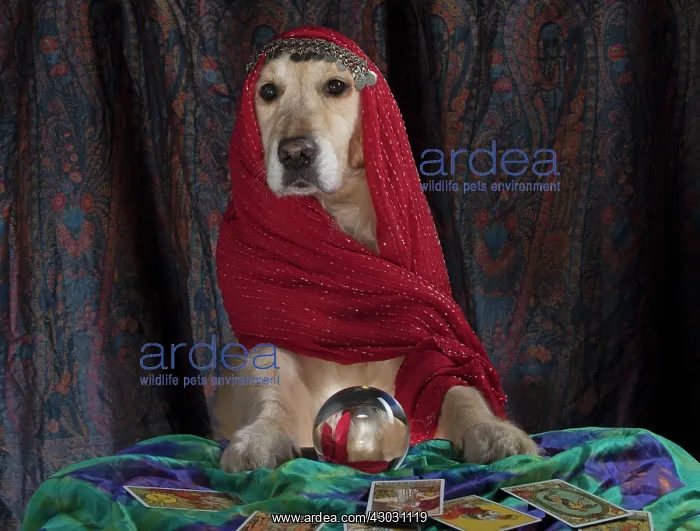 : Dog Golden Retriever dressed as a fortune teller with crystal ball and tarot cards : Dog Golden Retriever dressed as a fortune teller with crystal ball and tarot cards