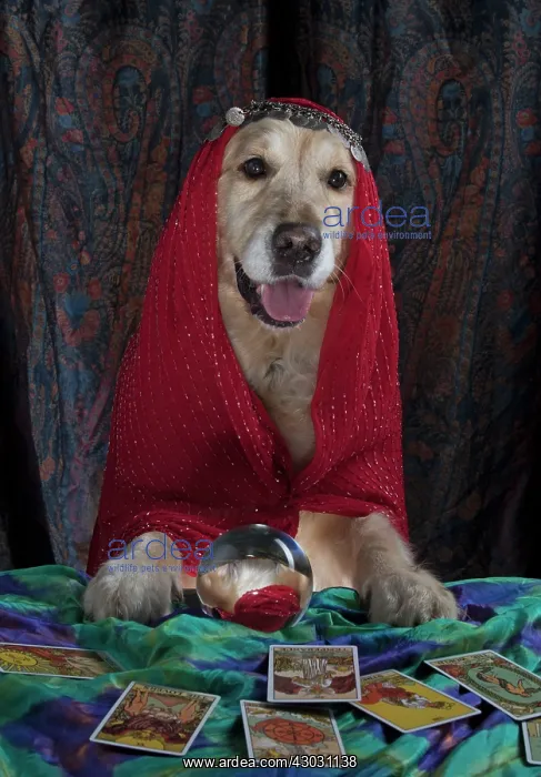 : Dog Golden Retriever dressed as a fortune teller with crystal ball and tarot cards : Dog Golden Retriever dressed as a fortune teller with crystal ball and tarot cards