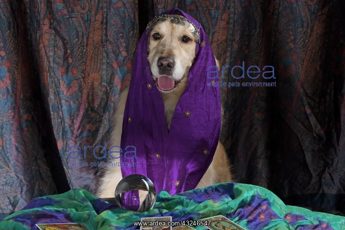 : Dog Golden Retriever dressed as a fortune teller with crystal ball and tarot cards : Dog Golden Retriever dressed as a fortune teller with crystal ball and tarot cards