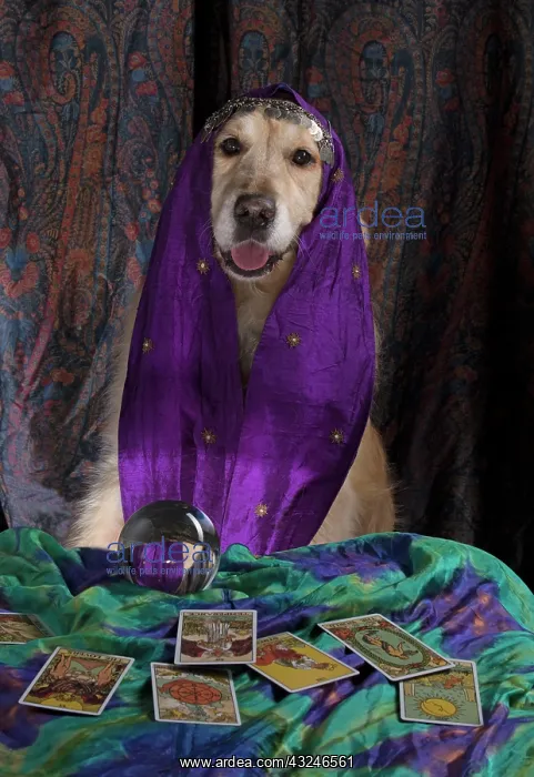 : Dog Golden Retriever dressed as a fortune teller with crystal ball and tarot cards : Dog Golden Retriever dressed as a fortune teller with crystal ball and tarot cards